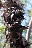 Pandanus spiralis. Часть ствола. Австралия, штат Северные Территории, национальный парк \"Litchfield\". 10.12.2010.
