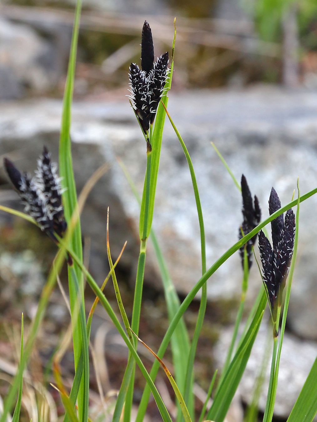 Image of Carex aterrima specimen.