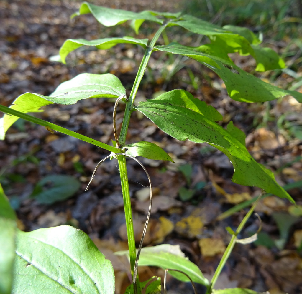 Изображение особи Lathyrus vernus.