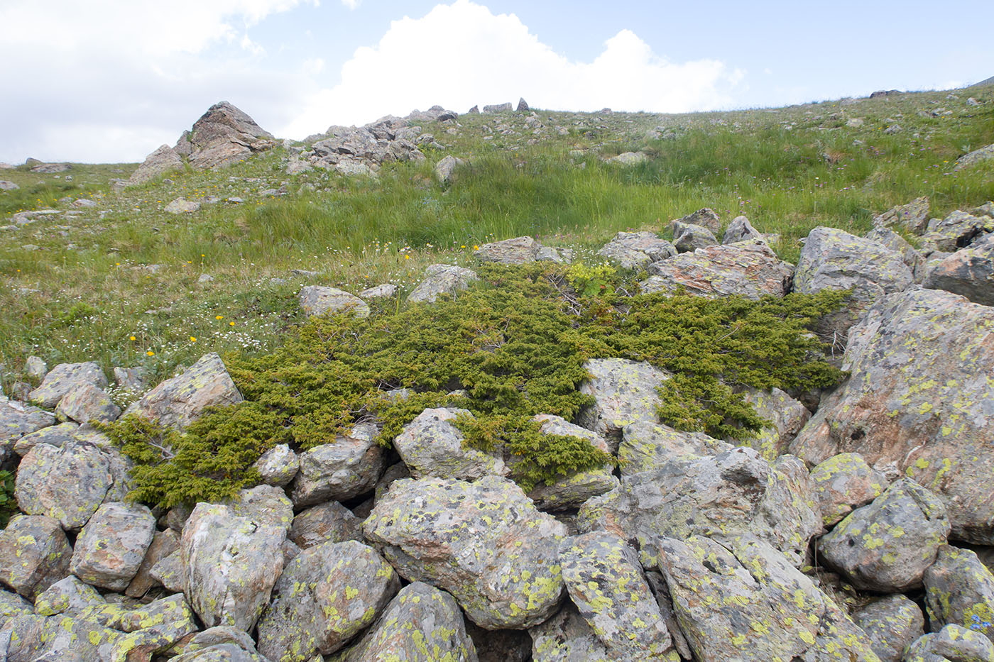 Изображение особи Juniperus hemisphaerica.