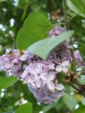 Syringa vulgaris