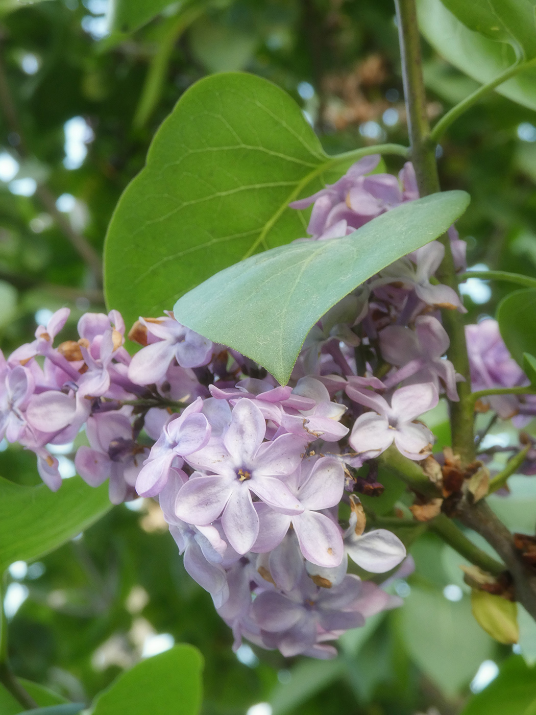 Image of Syringa vulgaris specimen.