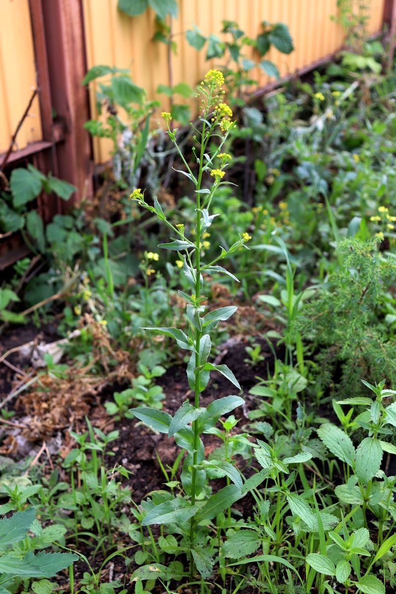 Изображение особи Neslia paniculata.