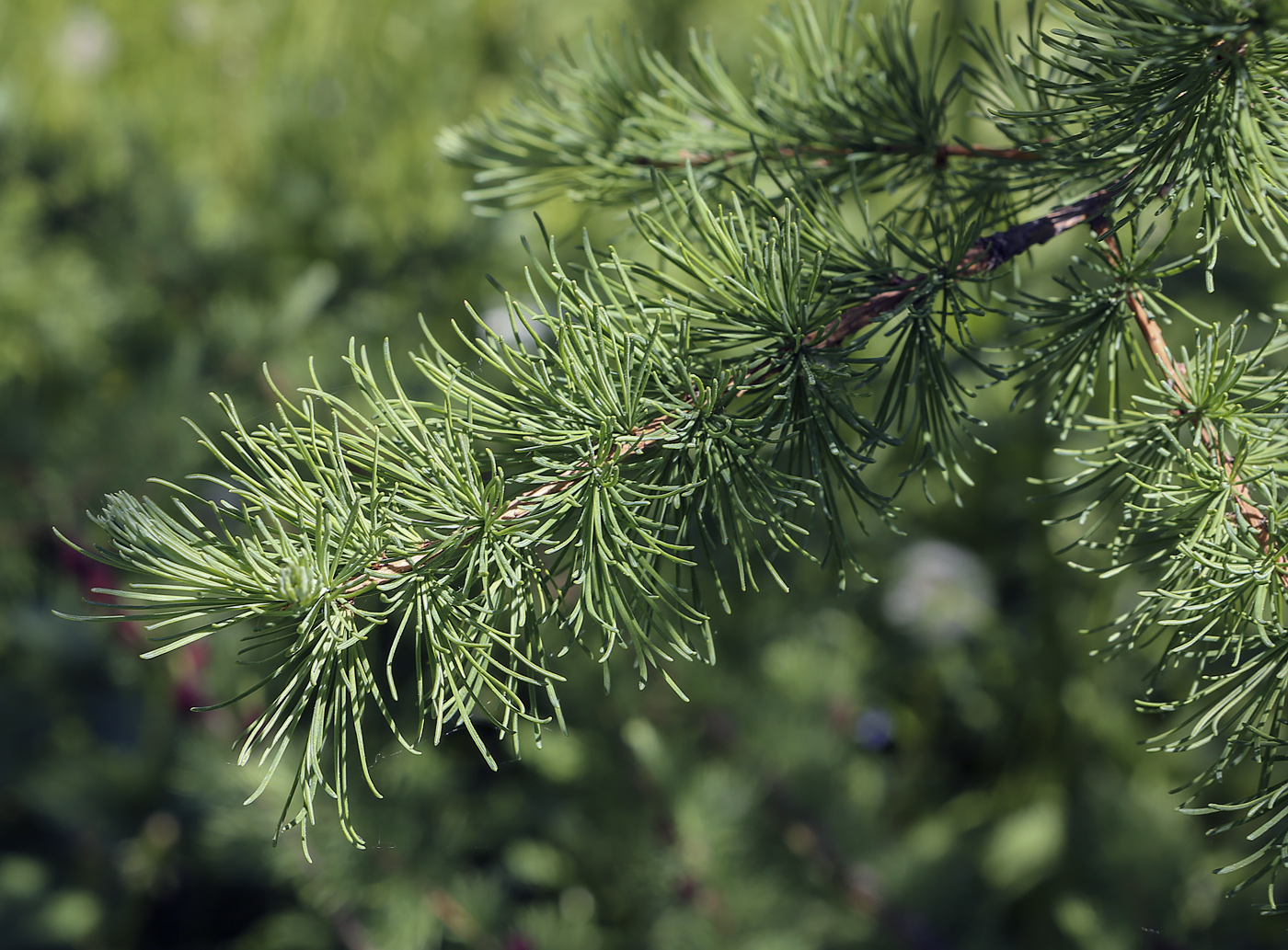 Image of genus Larix specimen.