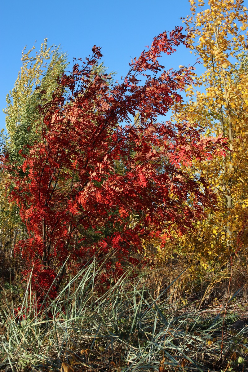 Image of Sorbus aucuparia specimen.