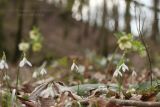 Galanthus rizehensis