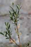 Salix phylicifolia. Верхушка ветви с соплодиями. Республика Алтай, Кош-Агачский р-н, Северо-Чуйский хр., верховье р. Актру, морена ледника Малый Актру. 07.07.2022.