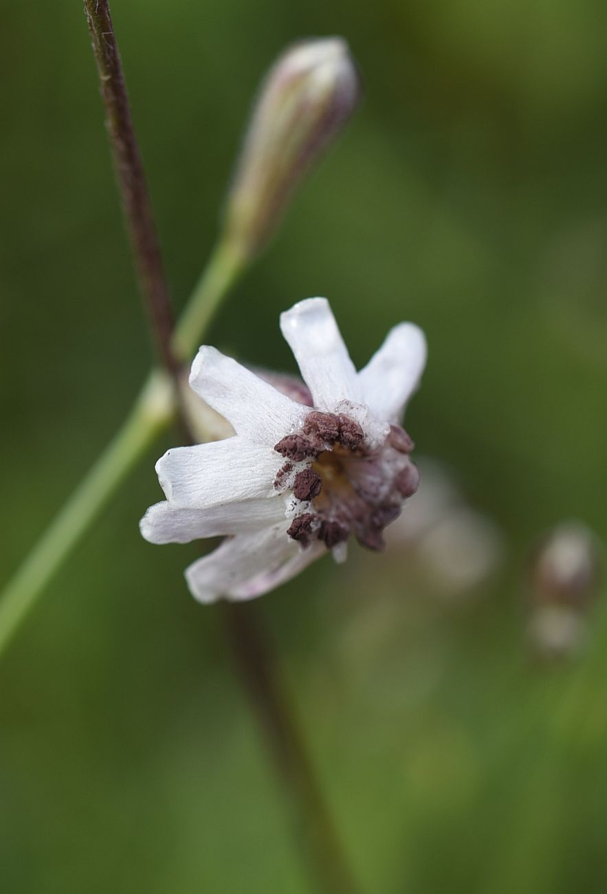 Изображение особи Silene lychnidea.