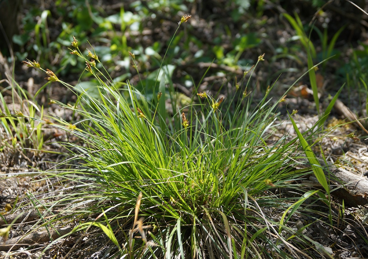 Изображение особи Carex halleriana.