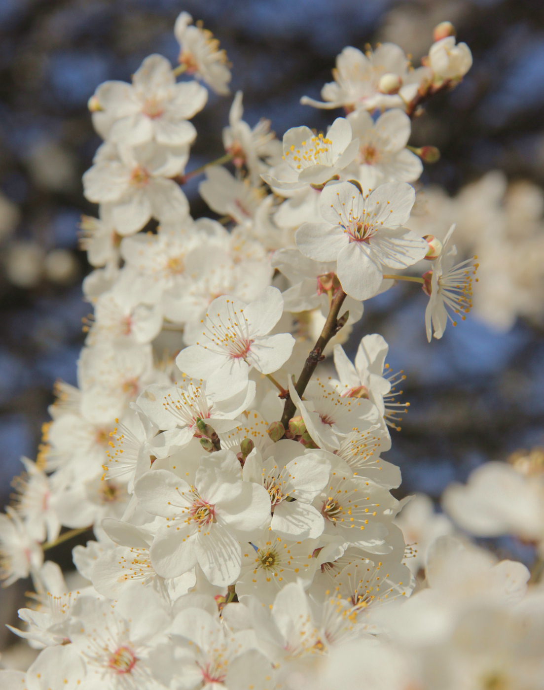 Image of Prunus cerasifera specimen.