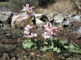 Corydalis glaucescens. Цветущее растение. Казахстан, Северный Тянь-Шань, горы Улькен-Богуты, пер. Кокпек, заполненное талыми водами русло ручья. 2 апреля 2023 г.