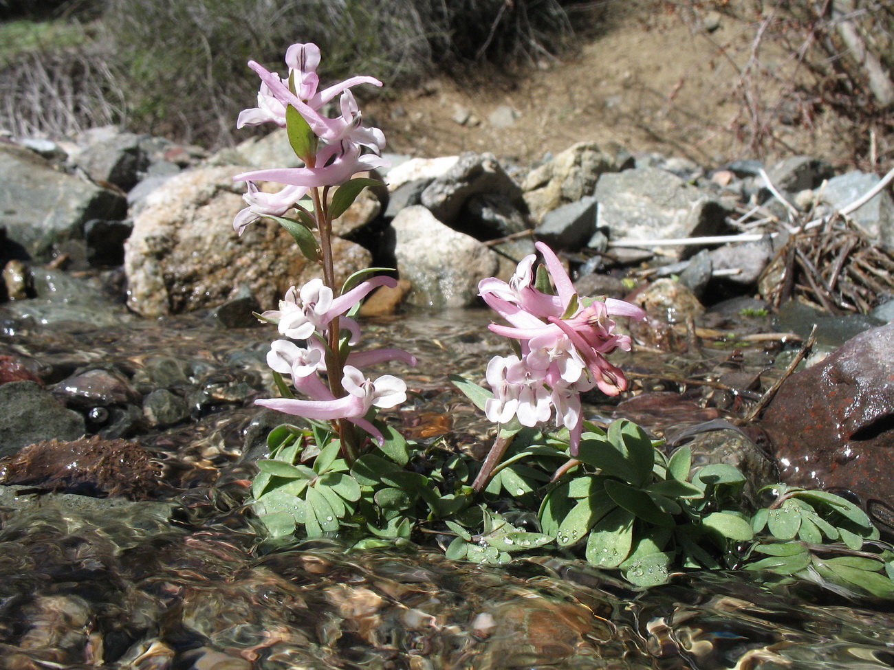 Изображение особи Corydalis glaucescens.