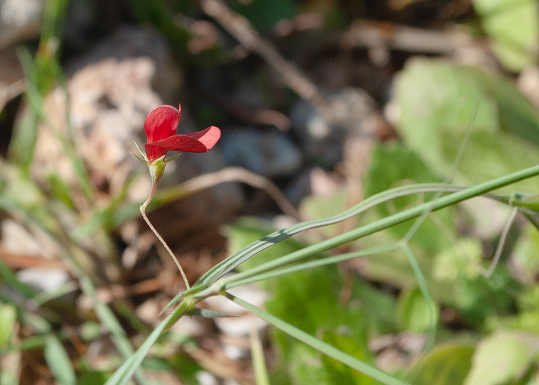 Изображение особи Lathyrus setifolius.