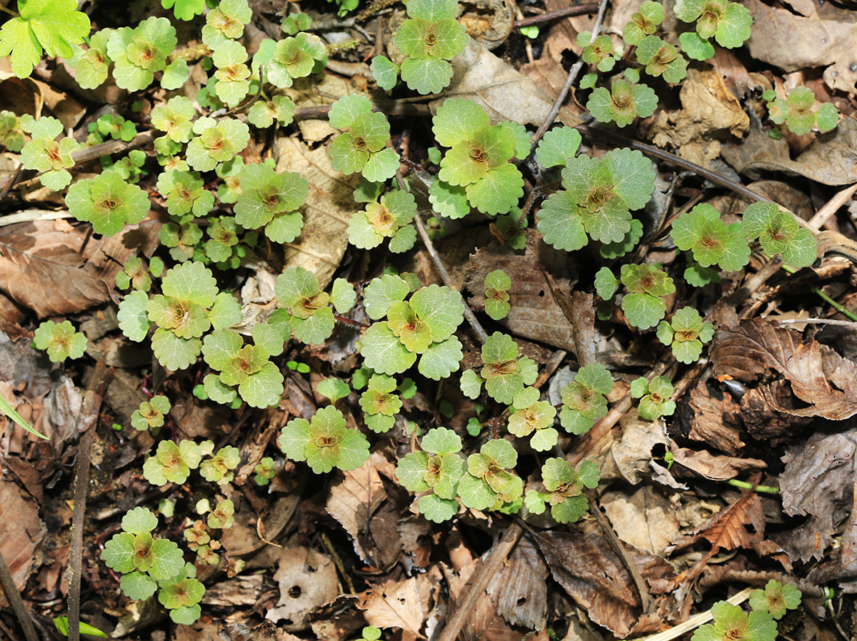 Изображение особи Chrysosplenium lectus-cochleae.