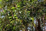 Ficus elastica. Ветви плодоносящего растения. Египет, мухафаза Эль-Гиза, г. Эль-Гиза, в культуре. 28.04.2023.