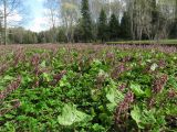 Petasites hybridus