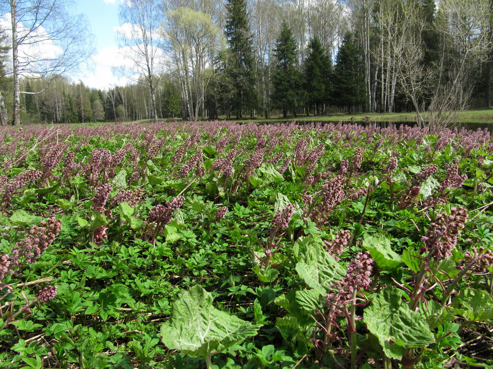 Изображение особи Petasites hybridus.