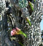 familia Cactaceae