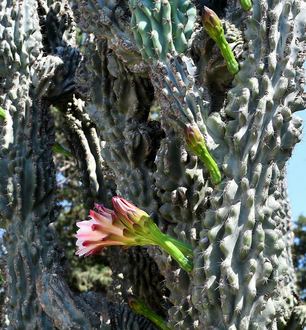 Изображение особи семейство Cactaceae.