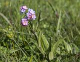 Myosotis alpestris. Цветущее растение. Карачаево-Черкесия, Зеленчукский р-н, окр. пос. Архыз, долина р. София, поляна Ледниковая Ферма, влажный луг у берега реки. 12.06.2021.