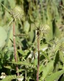 Alfredia acantholepis