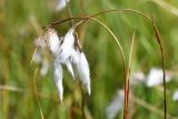 Eriophorum angustifolium