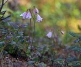 Linnaea borealis. Соцветия. Республика Саха, Оленёкский улус, басс. р. Олломокит, ок. 800 м н.у.м., лиственничный лес. 28.07.2023.