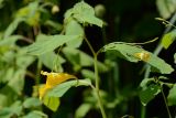 Impatiens noli-tangere