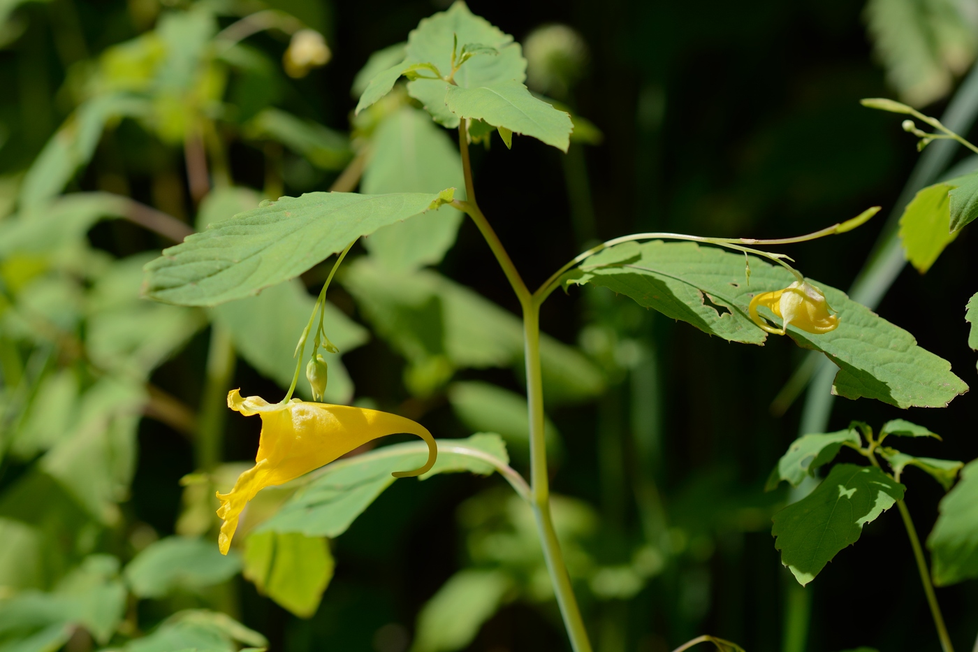 Изображение особи Impatiens noli-tangere.