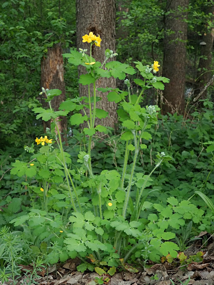 Изображение особи Chelidonium majus.