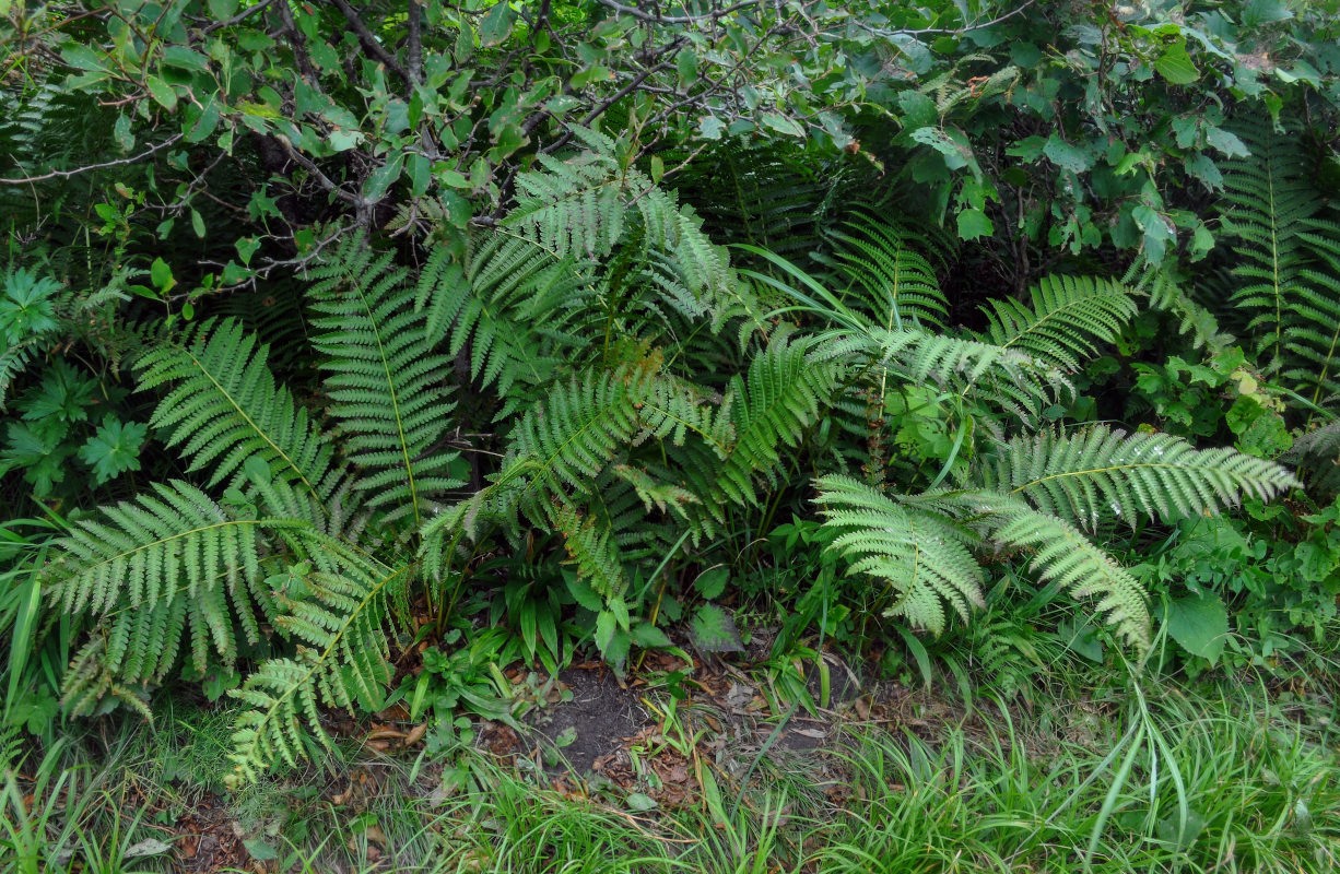 Image of Osmundastrum asiaticum specimen.