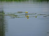 Nuphar lutea