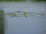 Nuphar lutea. Цветущие растения. Ярославская обл., Гаврило-Ямский р-н, пруд у с. Шопша. 17.07.2010.