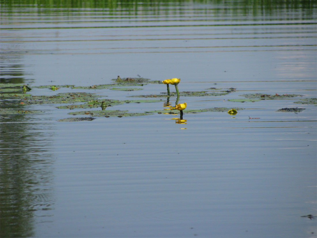 Изображение особи Nuphar lutea.