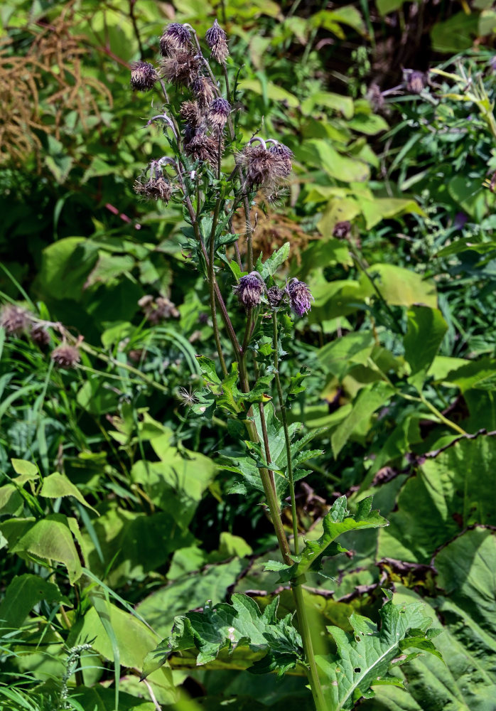 Image of Cirsium kamtschaticum specimen.