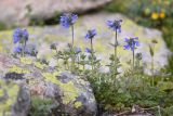 Nepeta supina