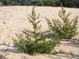 Chenopodium acerifolium