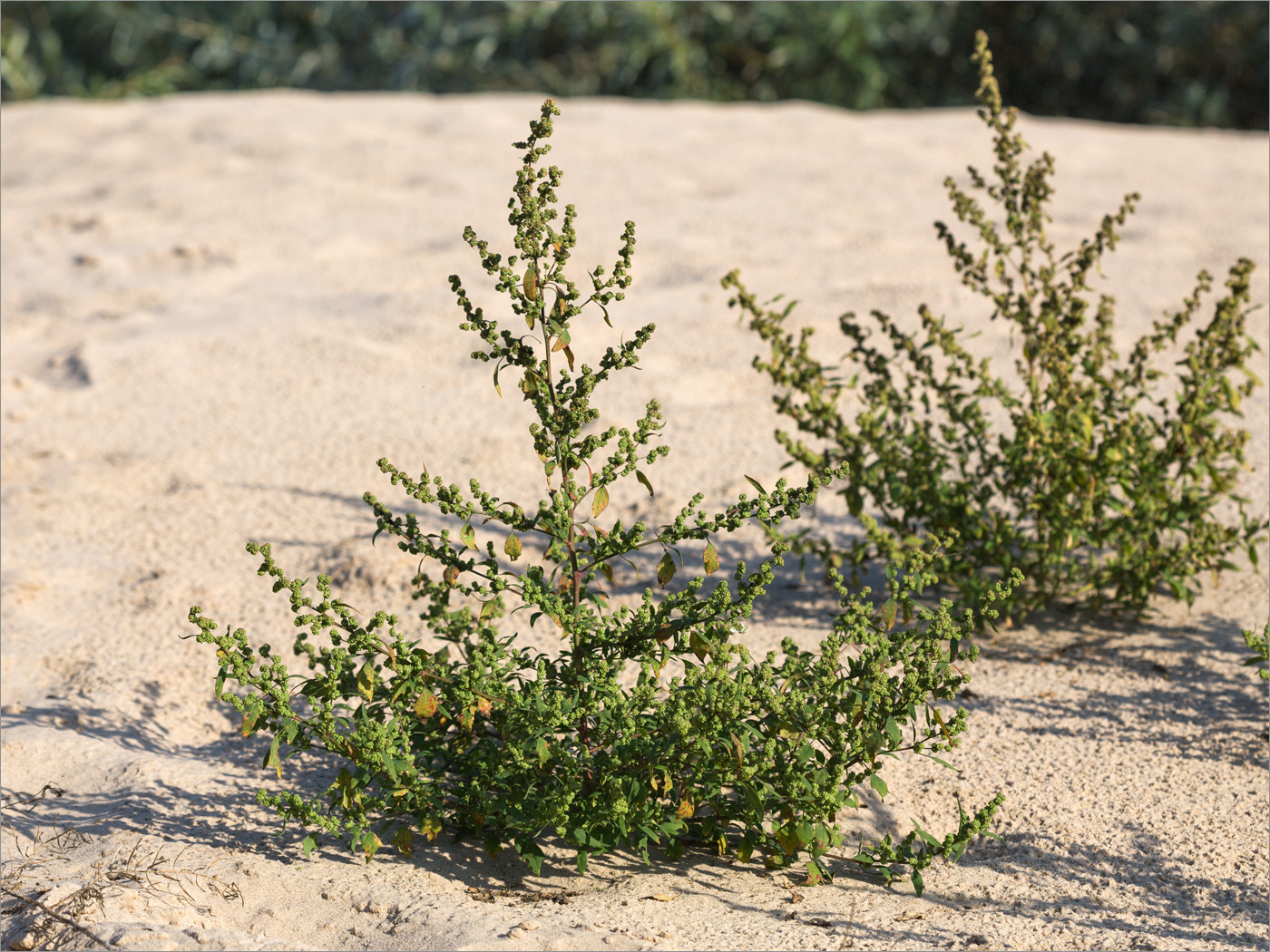 Image of Chenopodium acerifolium specimen.