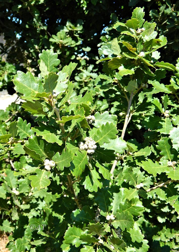 Image of Quercus pubescens specimen.