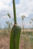 Agropyron pectinatum