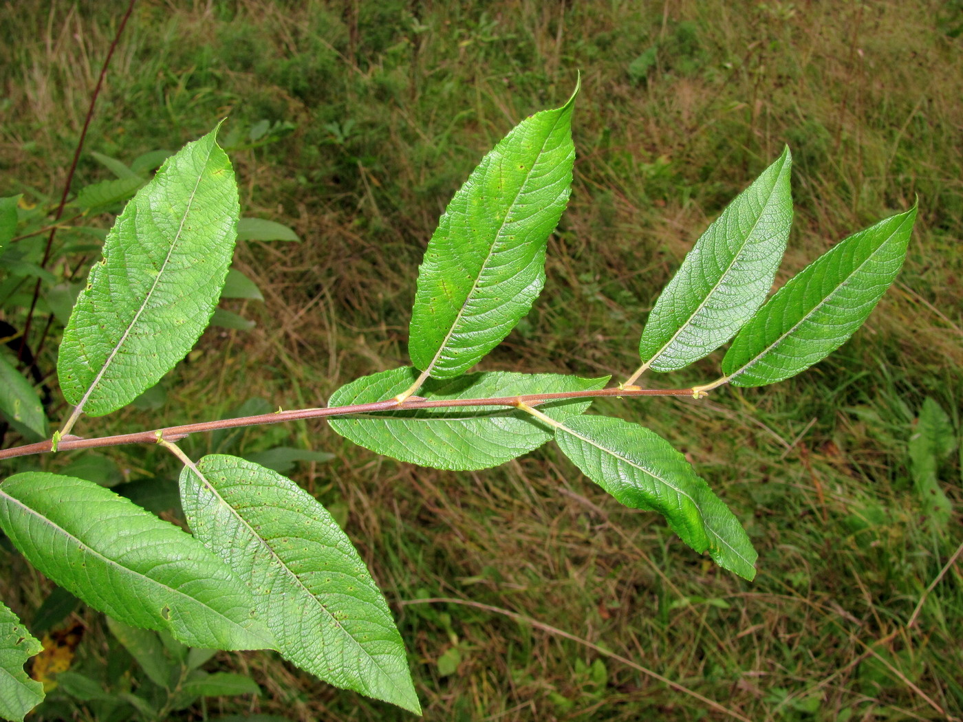 Image of Salix myrsinifolia specimen.