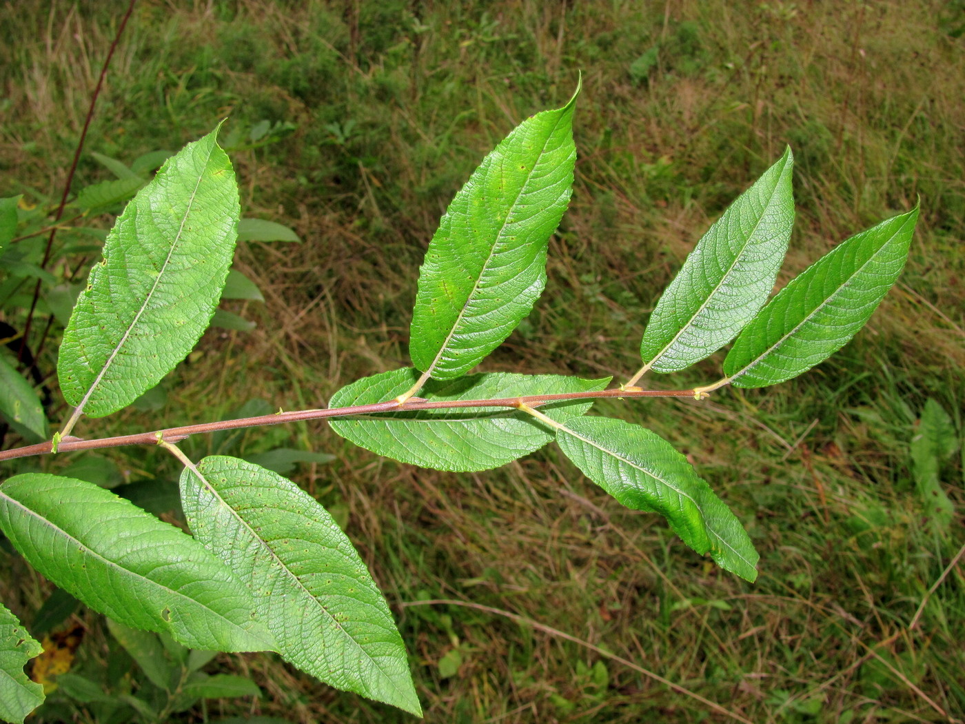 Изображение особи Salix myrsinifolia.