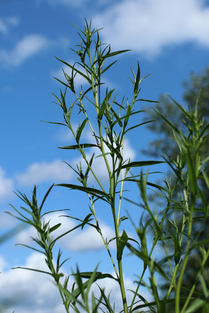 Image of Symphyotrichum lanceolatum specimen.