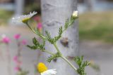 Cladanthus mixtus. Верхушка цветущего растения. Израиль, г. Бат-Ям, на обочине дороги. 26.03.2024.
