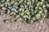 Paronychia argentea. Верхушки побегов с соцветиями. Испания, Каталония, пров. Жирона, комарка Альт-Эмпорда, муниципалитет Сан-Педро-Пескадор, устье р. Флувиа, переходный участок от пляжа к отводному каналу реки. 07.04.2024.