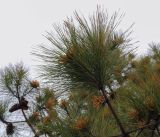 Pinus pinaster