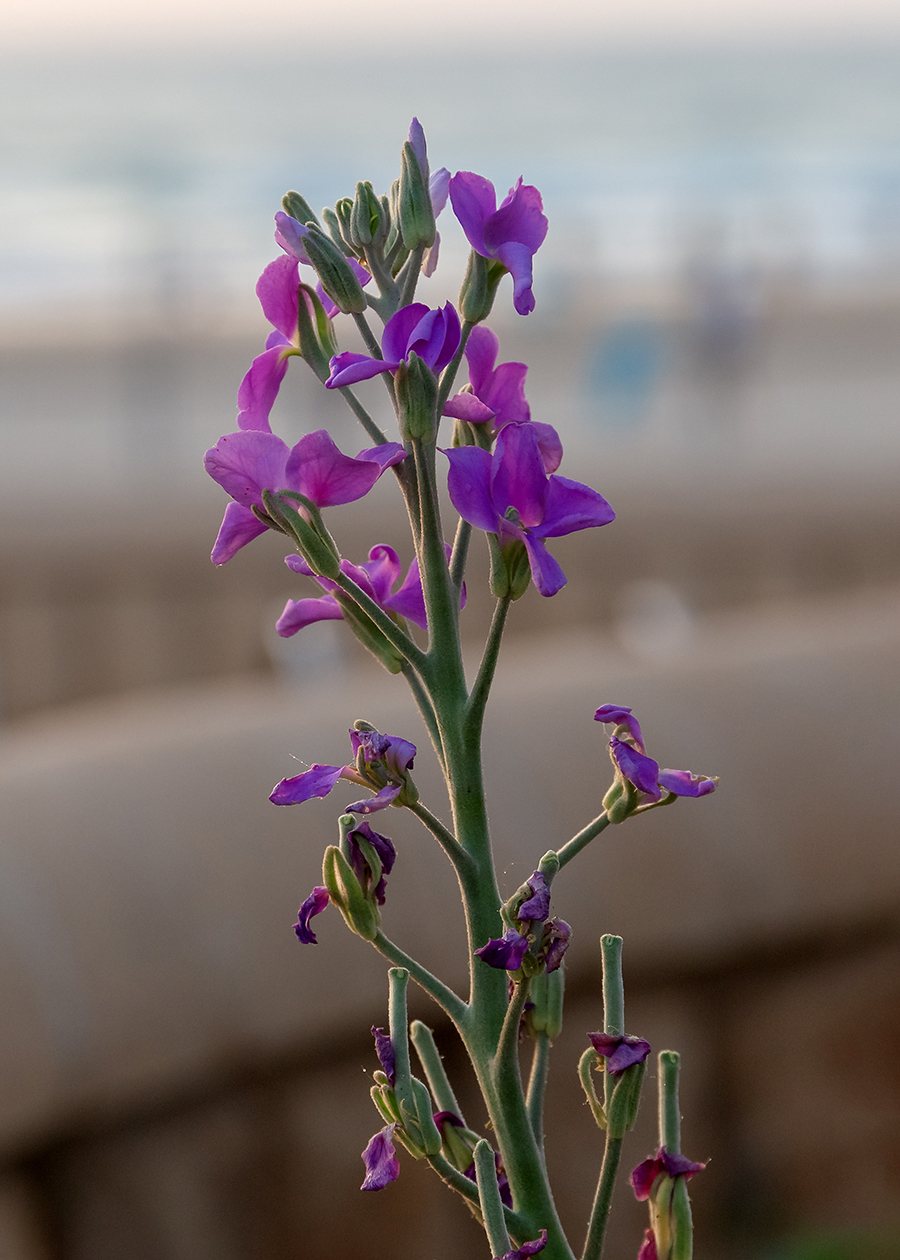 Изображение особи Matthiola incana.