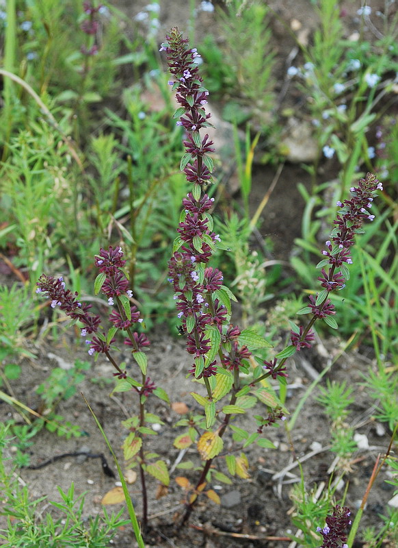 Изображение особи Dracocephalum thymiflorum.