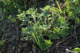 Potentilla argentea. Растение с отрастающими после зимовки побегами. Псковская обл., Невельский р-н, окр. дер. Худоярово, побережье оз. Езерище, склон городища южн. экспозиции, суходольный разнотравно-злаковый луг. 02.05.2024.