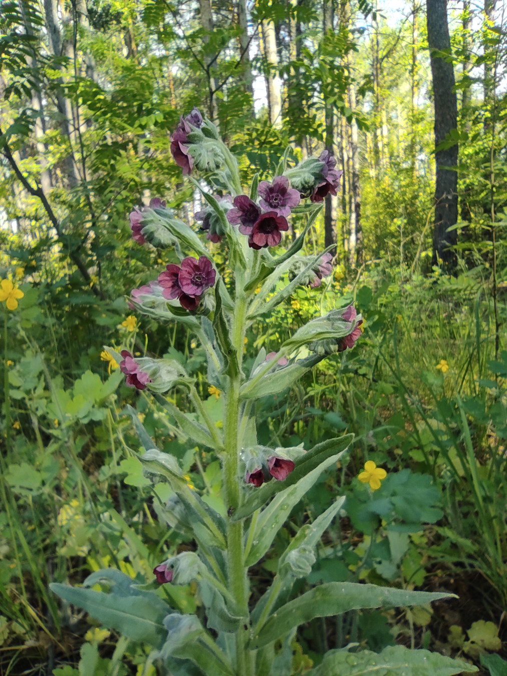 Изображение особи Cynoglossum officinale.